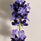 Atelier des Fleurs: Lavanda
